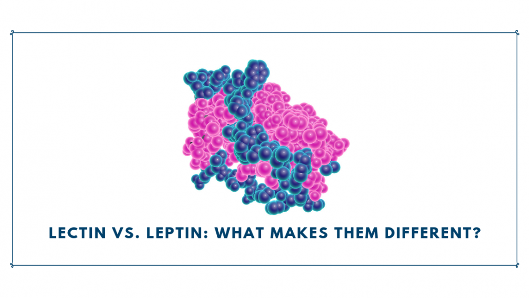 Lectin vs. Leptin What Makes Them Different? Sovereign Laboratories