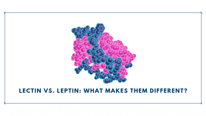 Lectin vs. Leptin: What Makes Them Different?