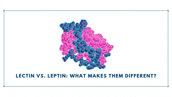 Lectin vs. Leptin: What Makes Them Different? Lectin vs. Leptin: What Makes Them Different?