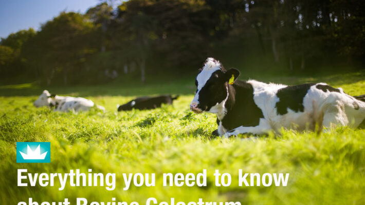 Everything you need to know about Bovine Colostrum