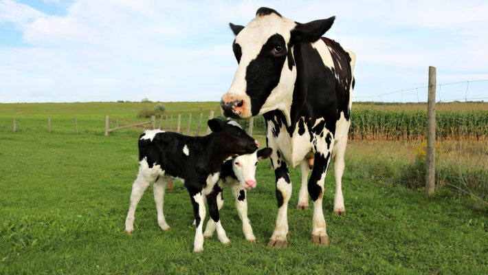 Why Do Experts Recommend Bovine Colostrum? Why Do Experts Recommend Bovine Colostrum?