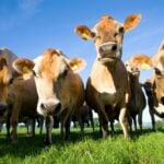 The History of Bovine Colostrum