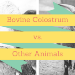 Why Should You Use Colostrum from Cows