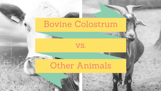 Why Should You Use Colostrum from Cows