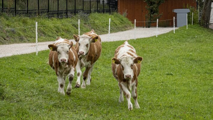 4 Different Ways to Use Colostrum 4 Different Ways to Use Colostrum