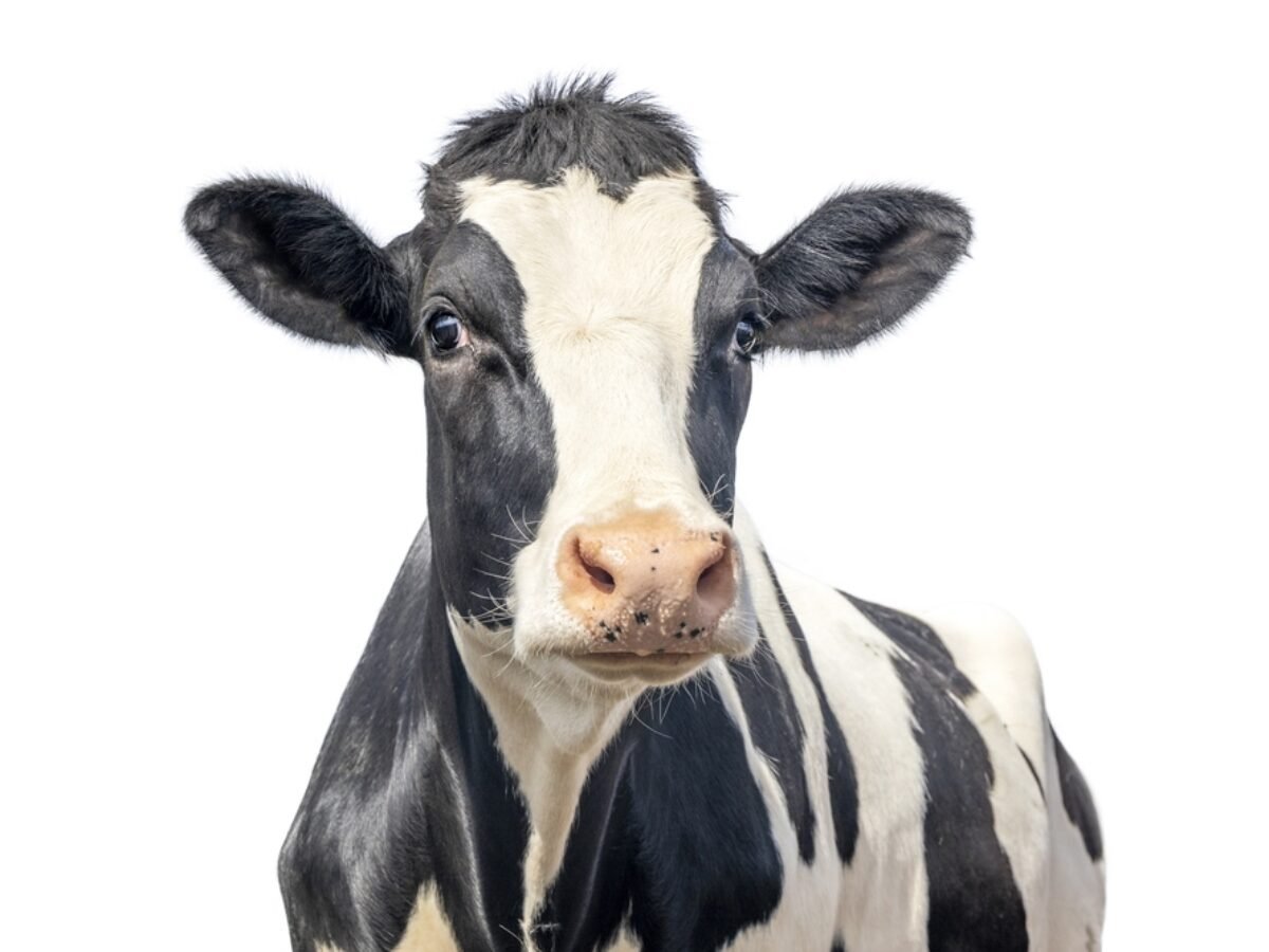 Qué es el calostro bovino? 4 cosas que debe saber - Sovereign Laboratories