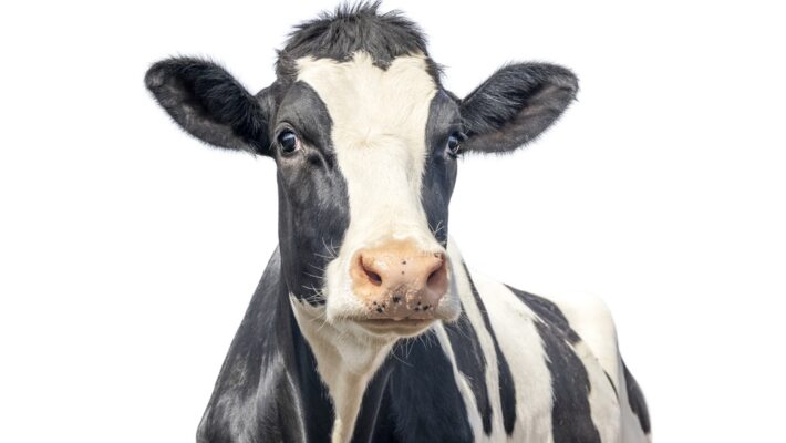 What Is Bovine Colostrum? 4 Things You Need to Know