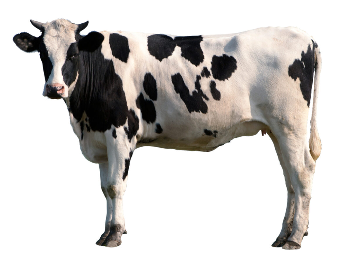 Todo lo que necesita saber sobre el calostro bovino - Sovereign Laboratories