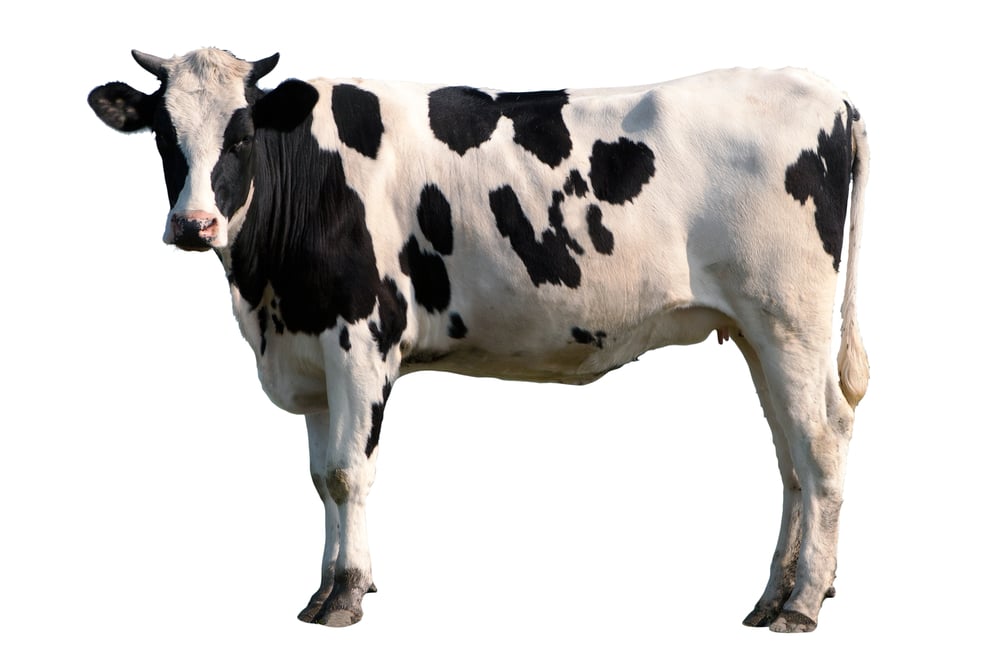 Todo lo que necesita saber sobre el calostro bovino - Sovereign